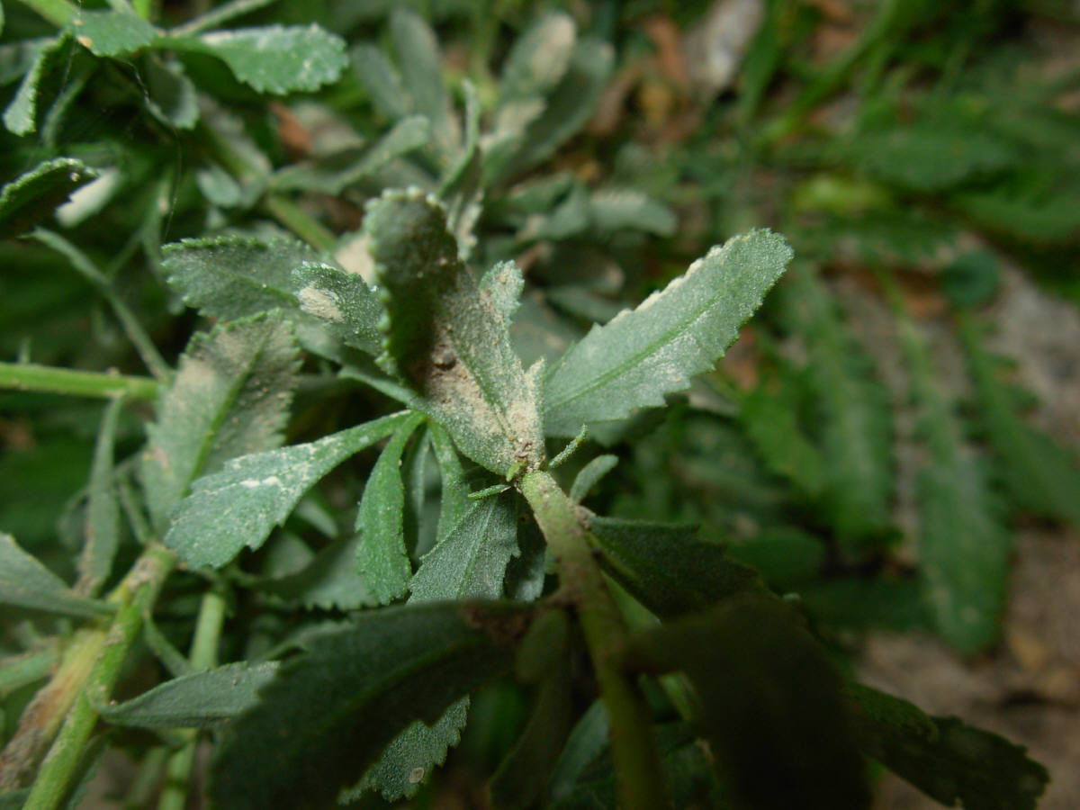 Achillea ageratum L. / Millefoglio agerato